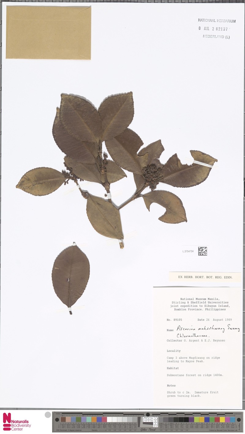 Ascarina maheshwarii photo 5