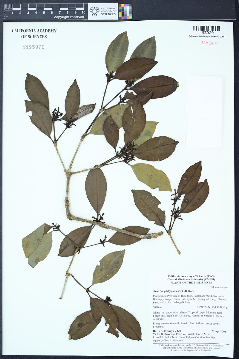 Ascarina philippinensis photo 2
