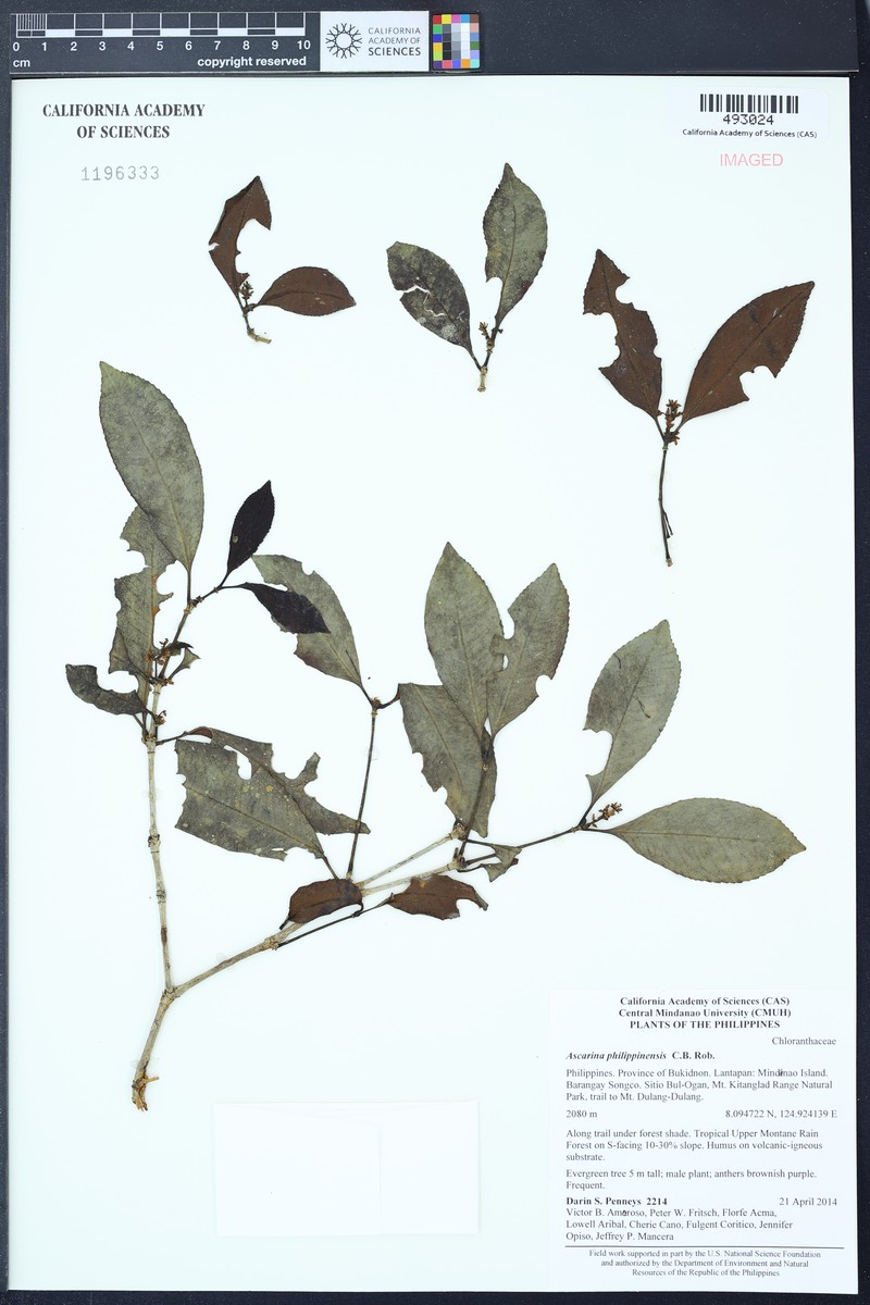 Ascarina philippinensis photo 3