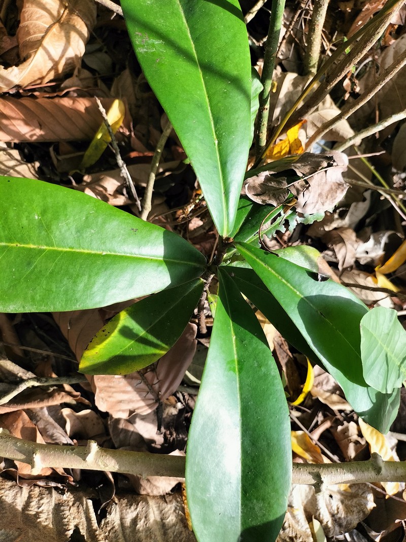 Ascarina philippinensis photo 4