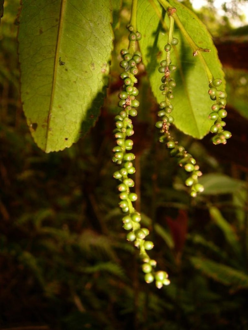 Ascarina polystachya