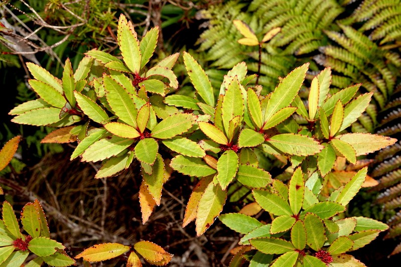 Ascarina rubricaulis