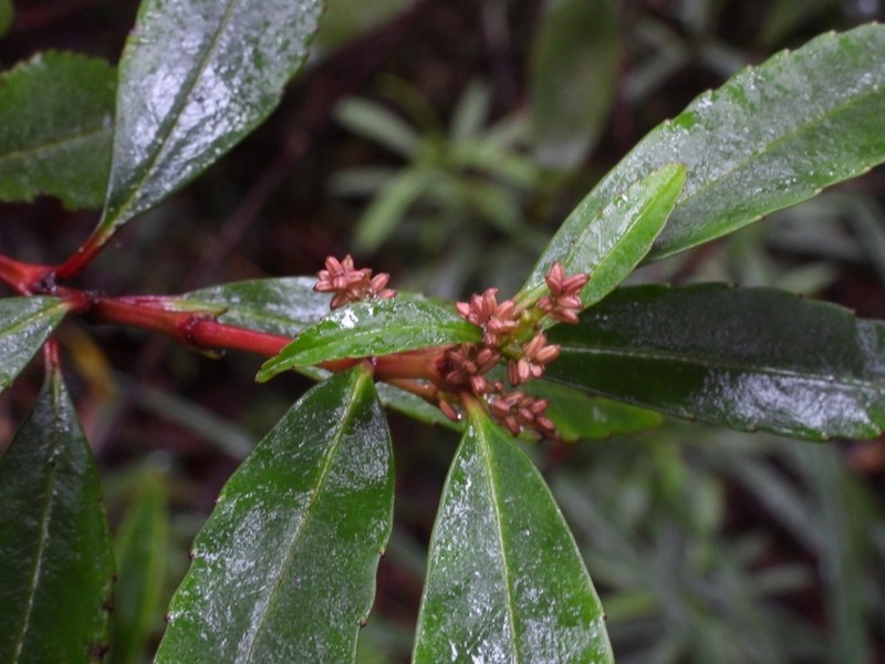 Ascarina rubricaulis photo 2