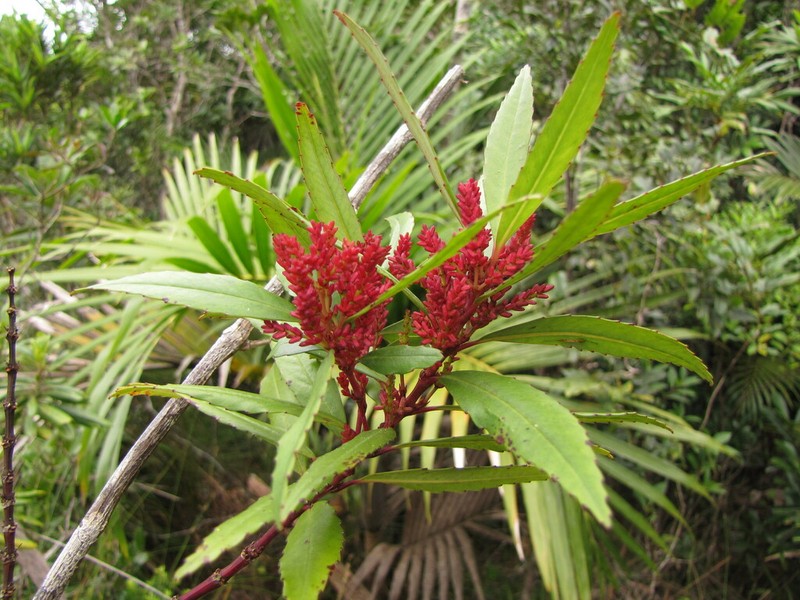 Ascarina rubricaulis photo 3