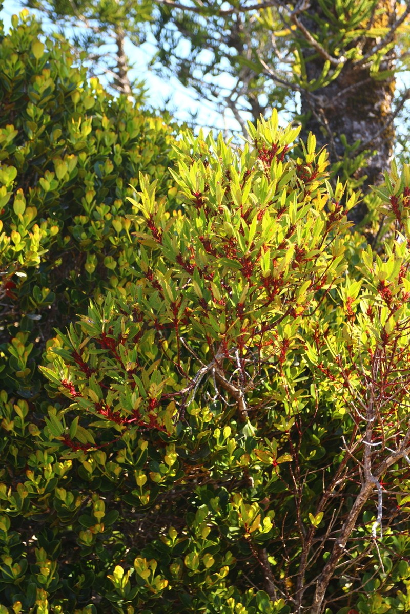 Ascarina rubricaulis photo 4