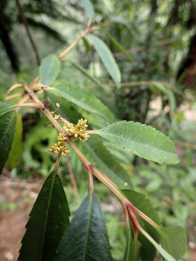 Ascarina rubricaulis photo 5
