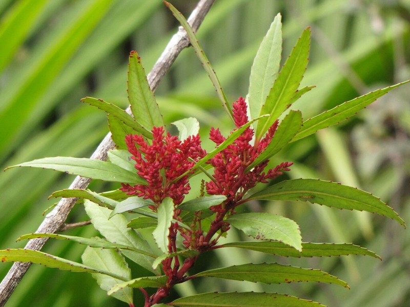 Ascarina rubricaulis photo 6