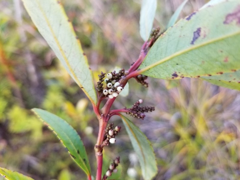 Ascarina rubricaulis photo 7