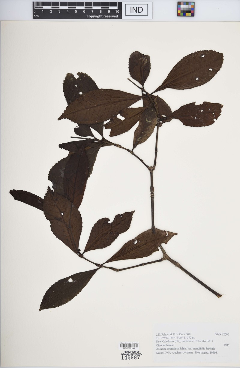 Ascarina solmsiana