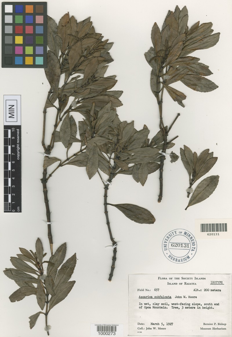Ascarina subfalcata