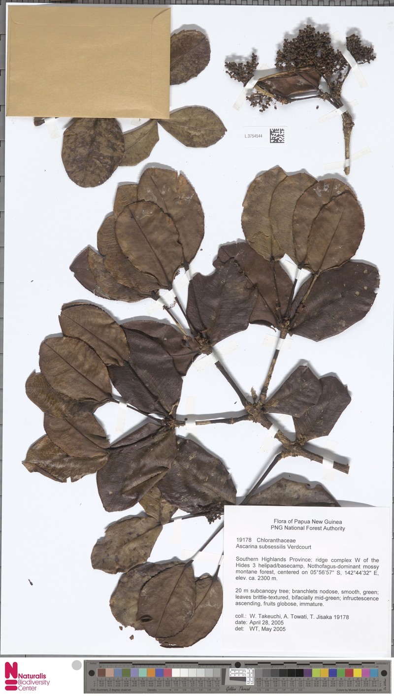 Ascarina subsessilis