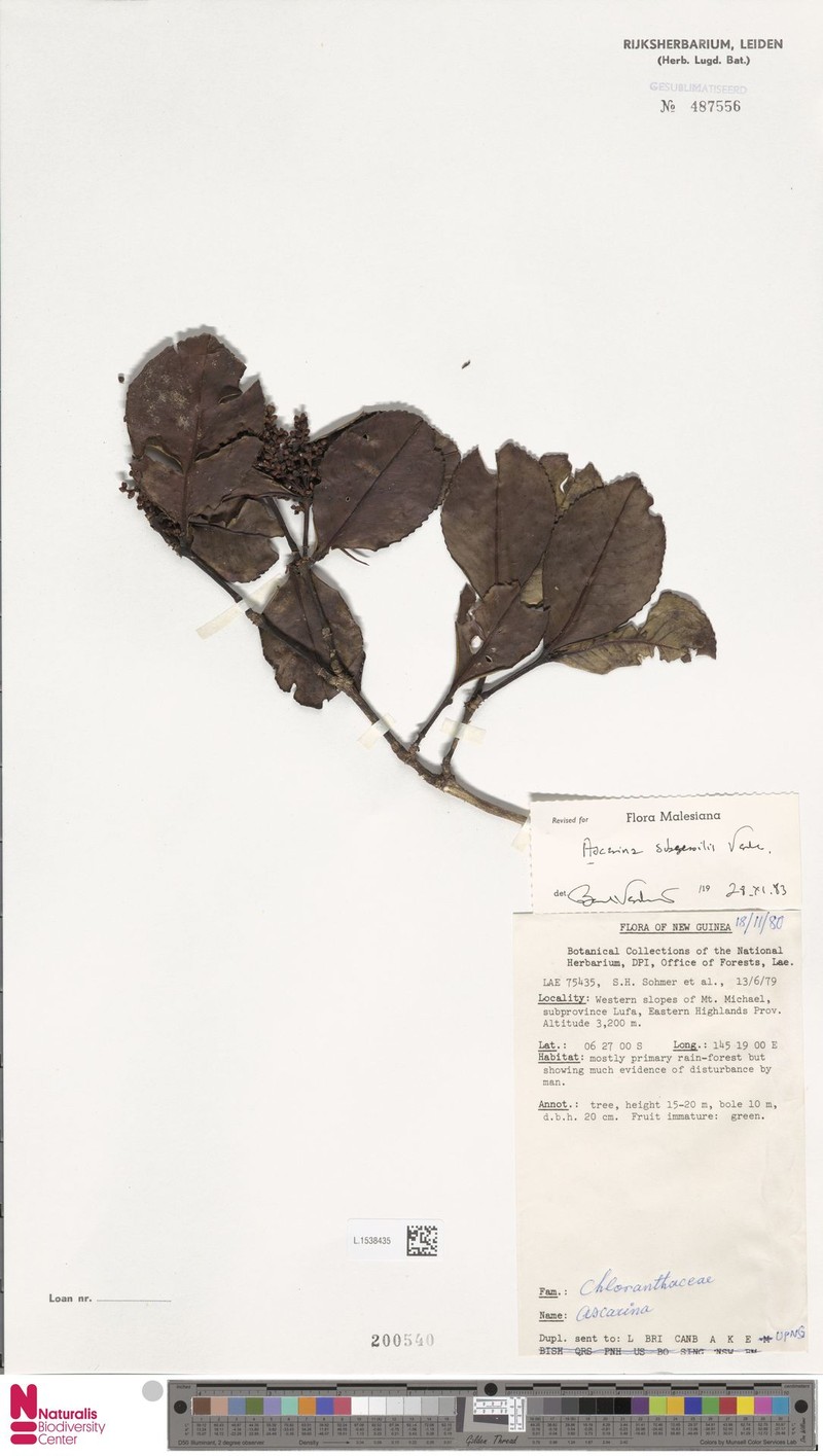 Ascarina subsessilis photo 2