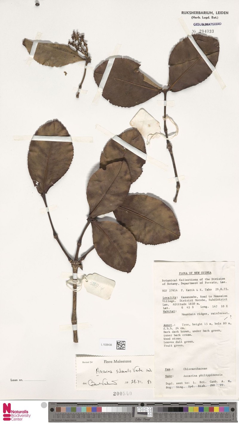 Ascarina subsessilis photo 3