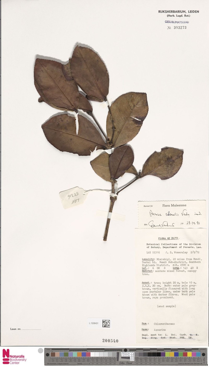 Ascarina subsessilis photo 4