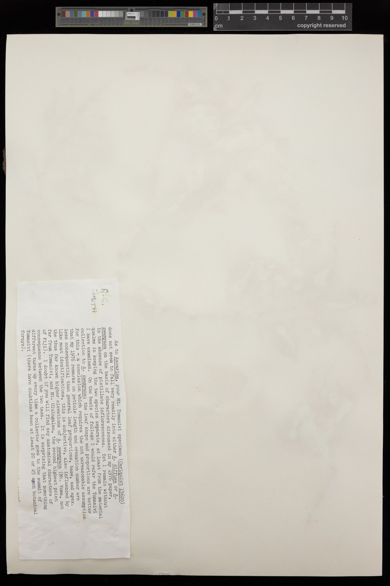 Ascarina swamyana