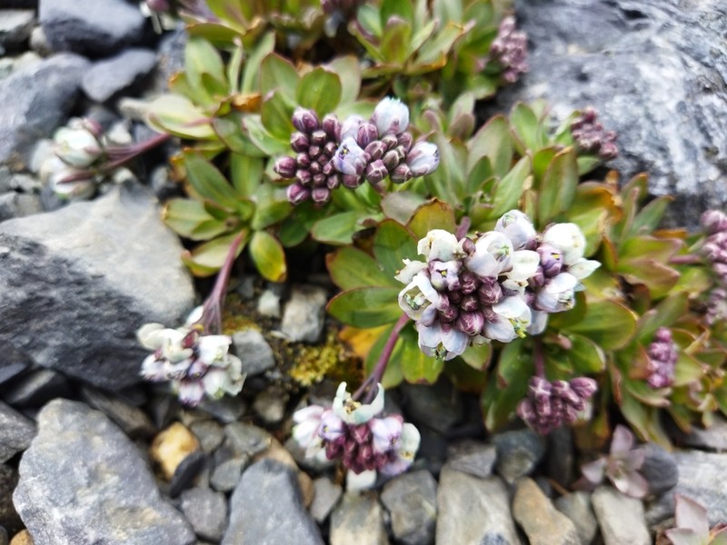 Aschersoniodoxa cachensis
