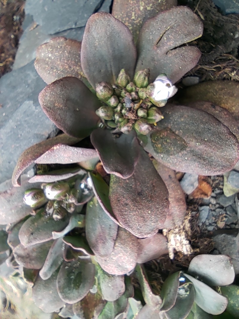 Aschersoniodoxa cachensis photo 2