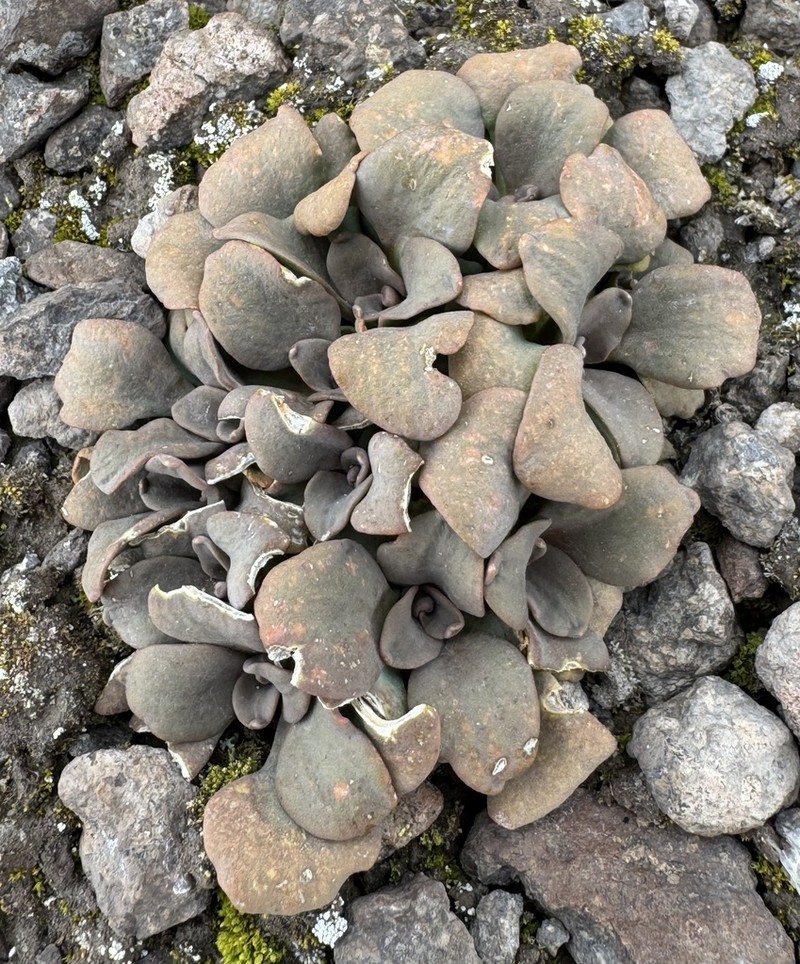 Aschersoniodoxa cachensis photo 3