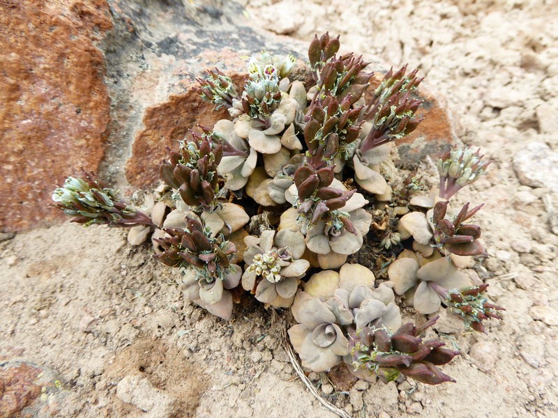 Aschersoniodoxa cachensis photo 5