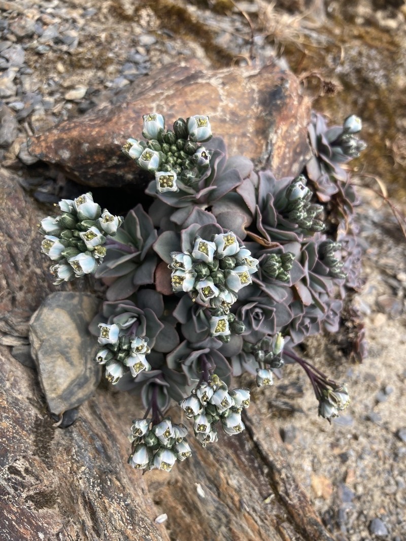 Aschersoniodoxa cachensis photo 6