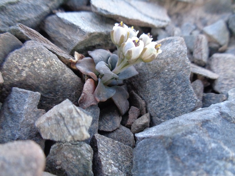 Aschersoniodoxa cachensis photo 7