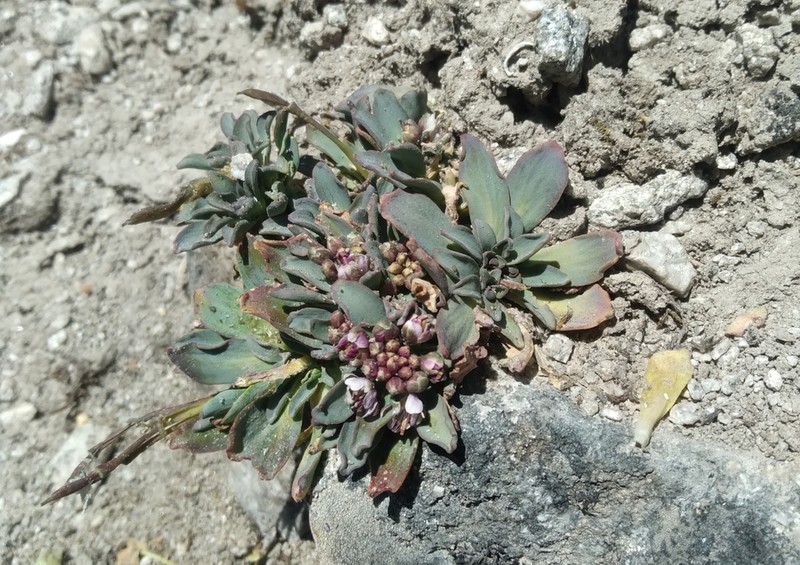 Aschersoniodoxa cachensis photo 8