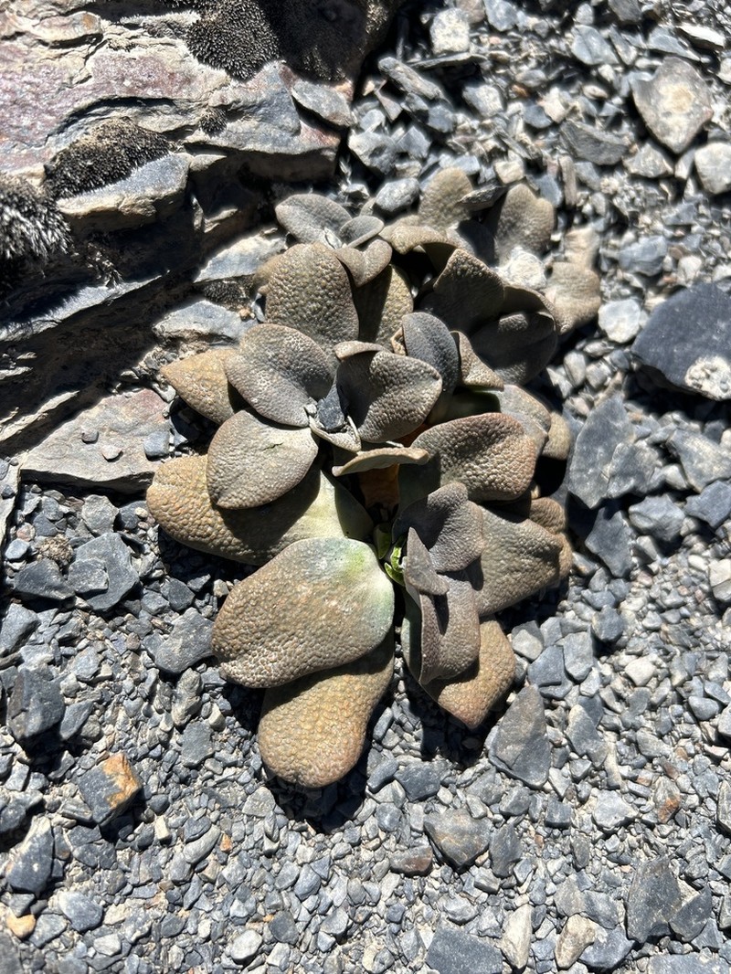 Aschersoniodoxa mandoniana