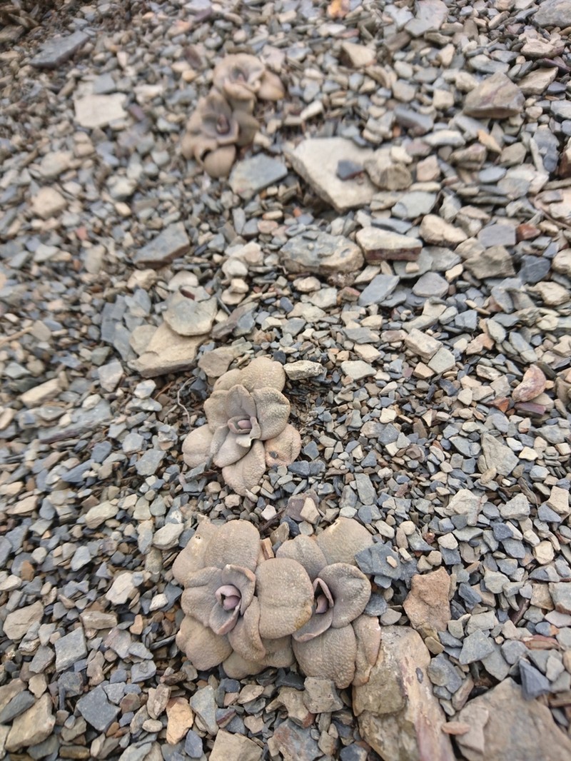 Aschersoniodoxa mandoniana photo 2