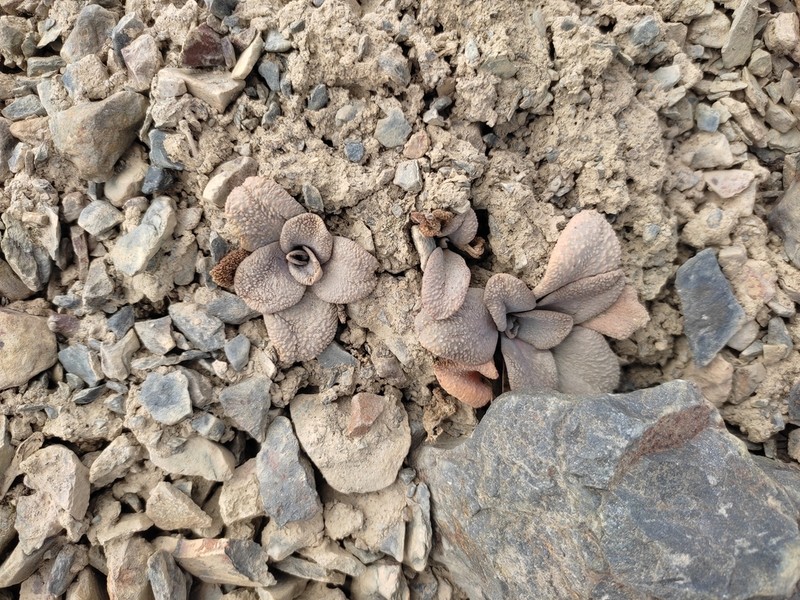Aschersoniodoxa mandoniana photo 3