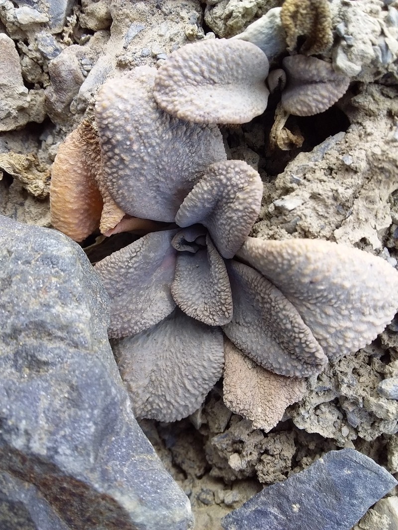 Aschersoniodoxa mandoniana photo 4