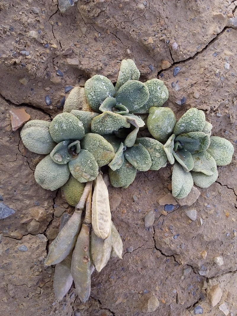 Aschersoniodoxa mandoniana photo 5