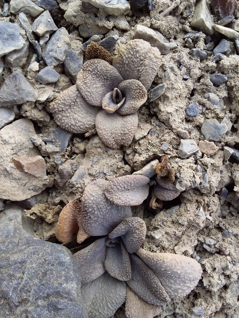Aschersoniodoxa mandoniana photo 6