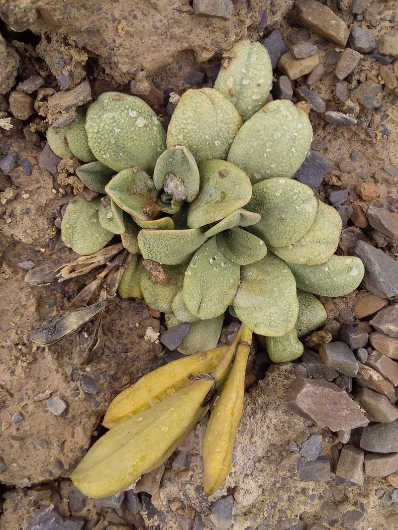Aschersoniodoxa mandoniana photo 7