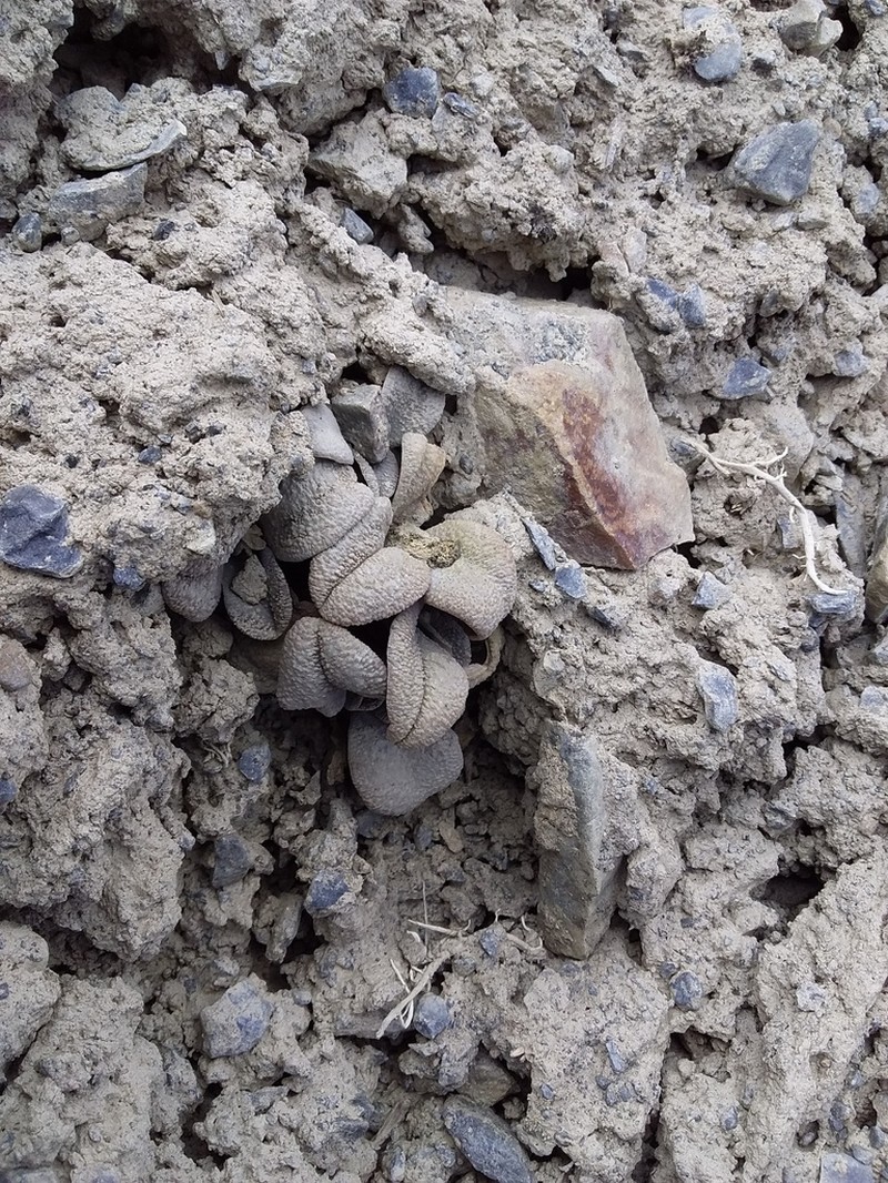 Aschersoniodoxa mandoniana photo 8