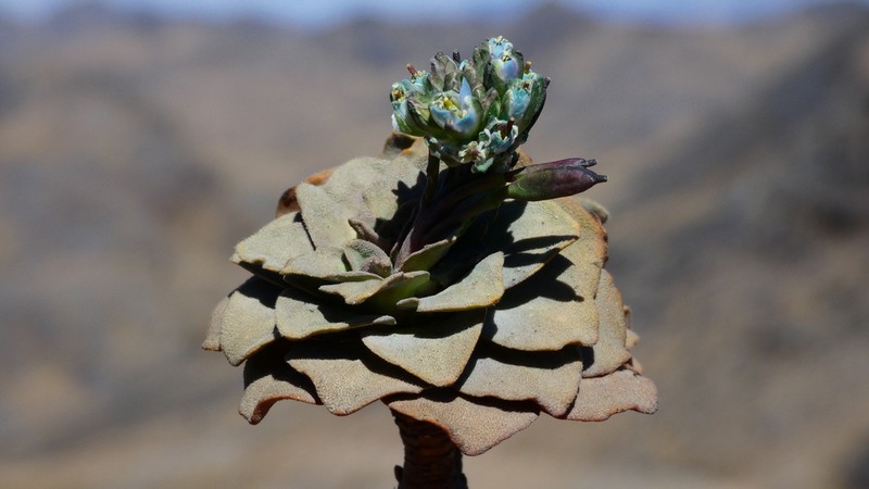 Aschersoniodoxa pilosa