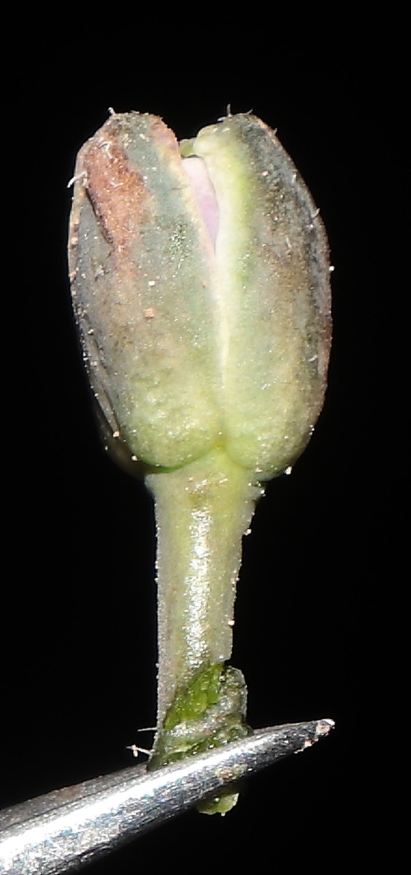 Aschersoniodoxa pilosa photo 4