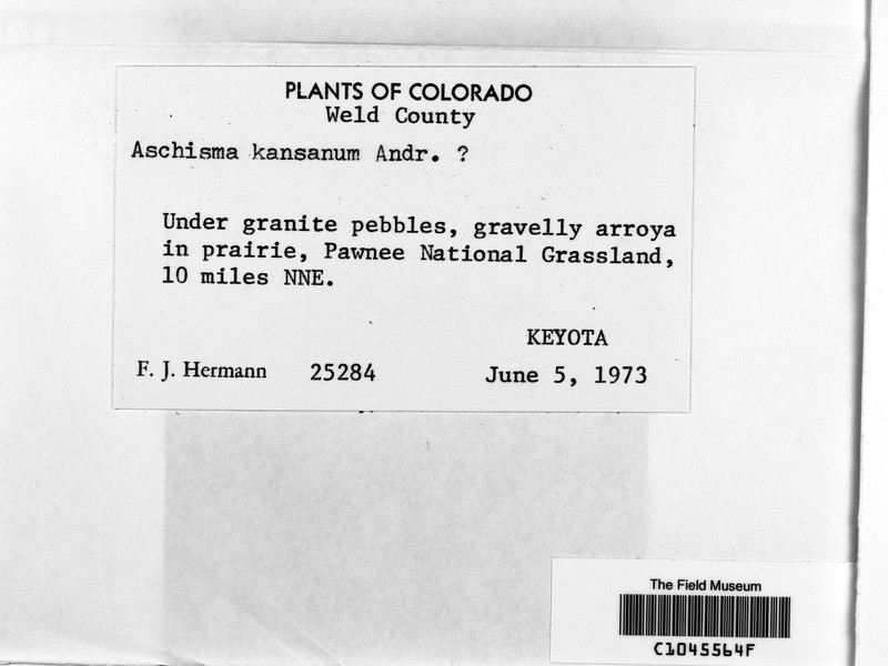 Kansas Aschisma Moss