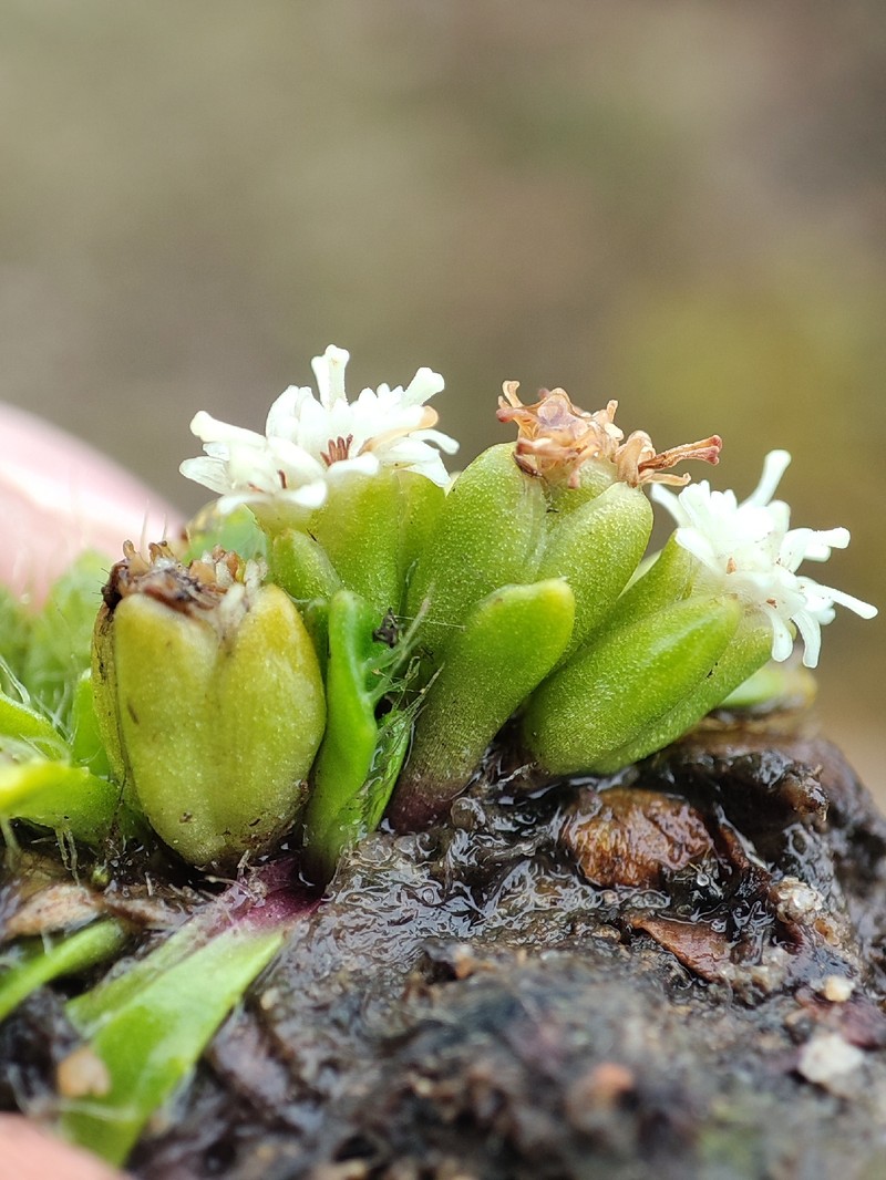 Ascidiogyne sanchezvegae photo 4