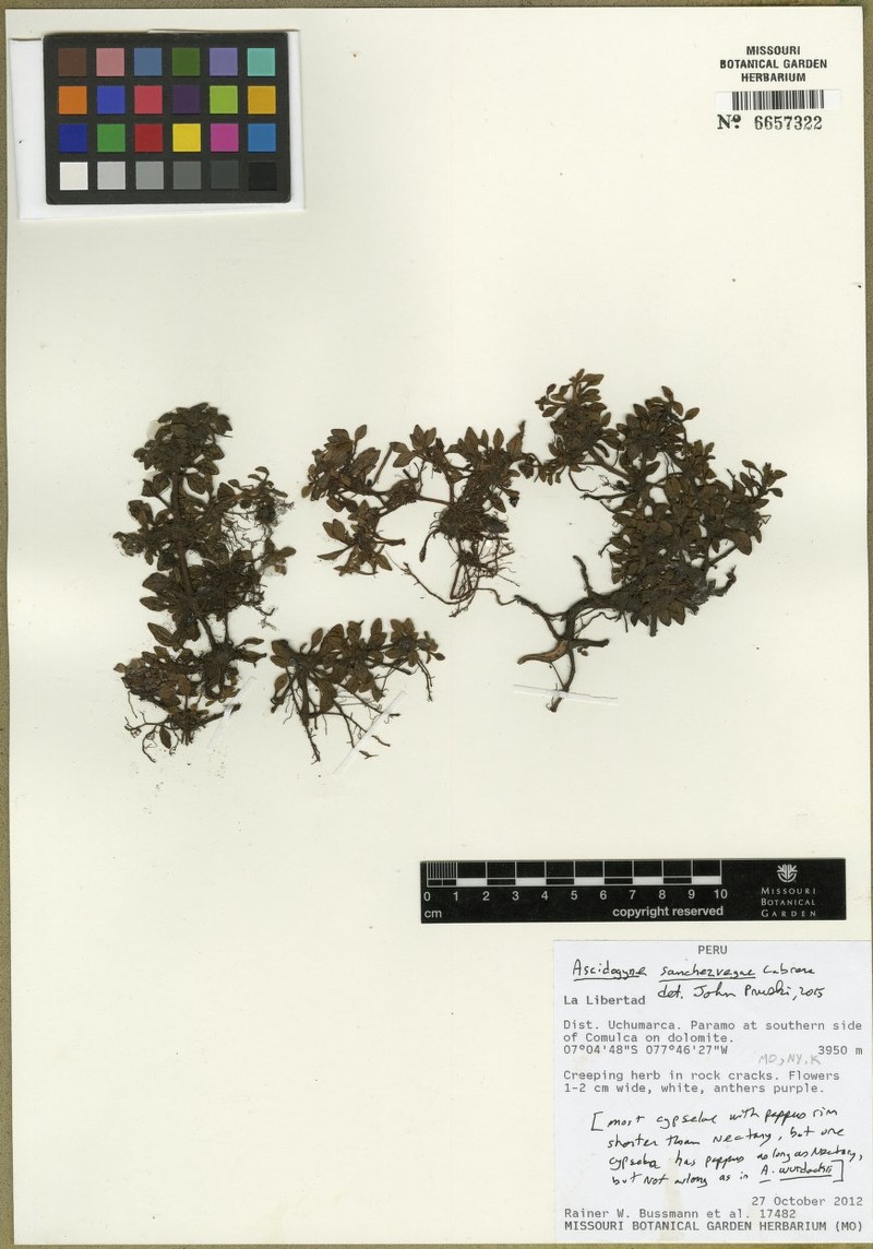 Ascidiogyne sanchezvegae photo 5