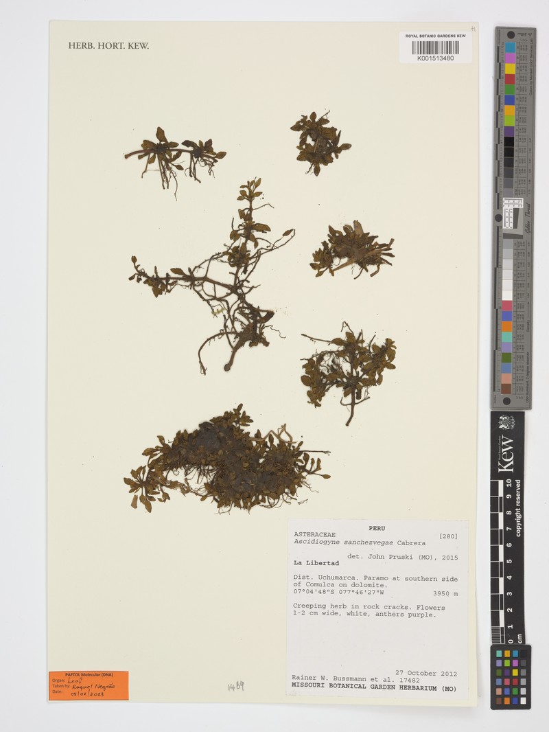 Ascidiogyne sanchezvegae photo 6