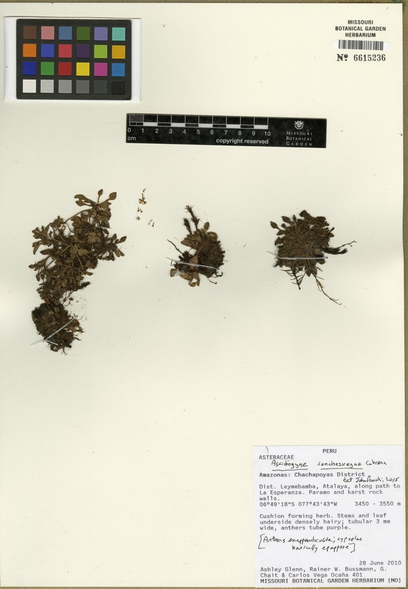 Ascidiogyne sanchezvegae photo 7