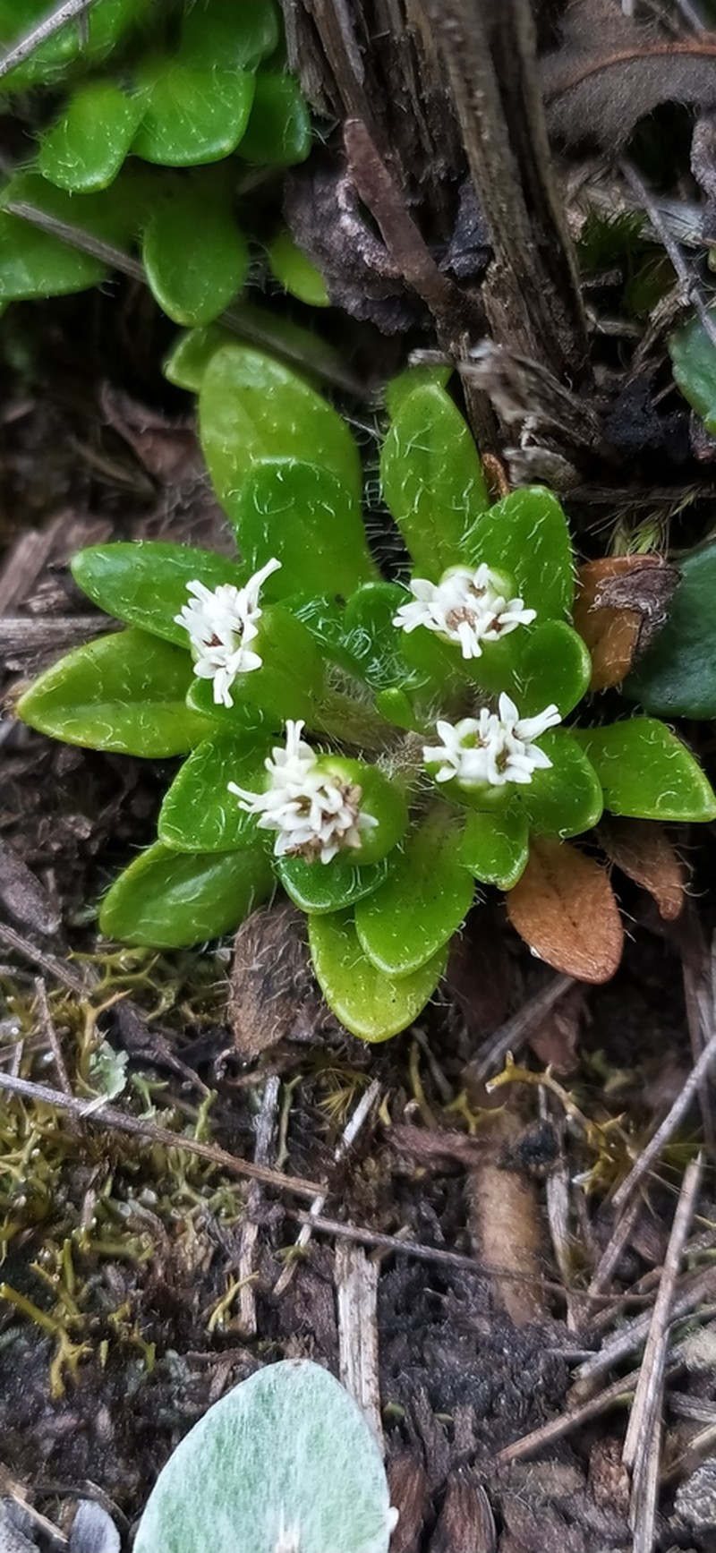 Ascidiogyne sanchezvegae