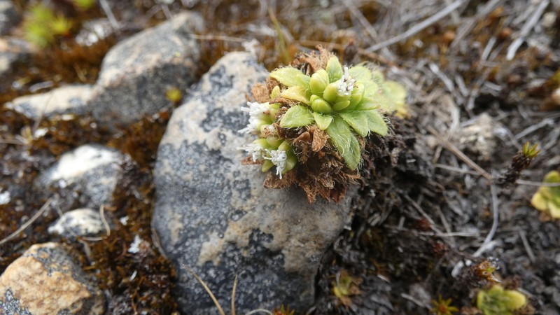 Ascidiogyne sanchezvegae photo 2