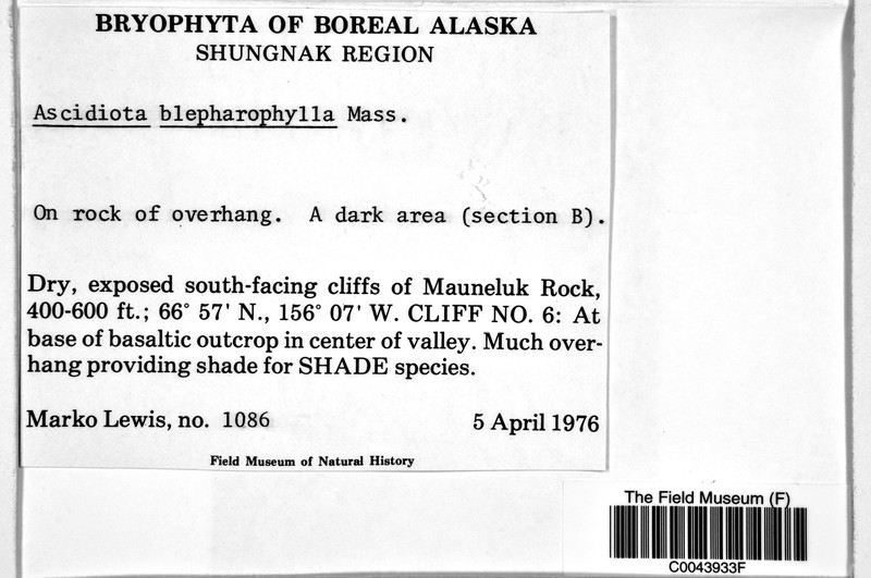 Ascidiota blepharophylla