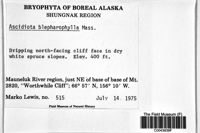 Ascidiota blepharophylla photo 2