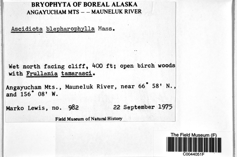 Ascidiota blepharophylla photo 5