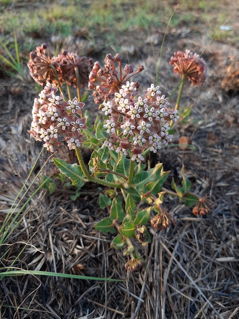 Asclepias adscendens photo 2