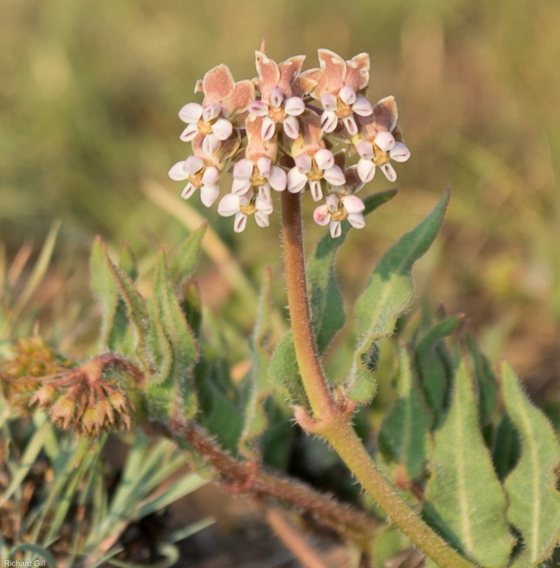 Asclepias adscendens photo 3