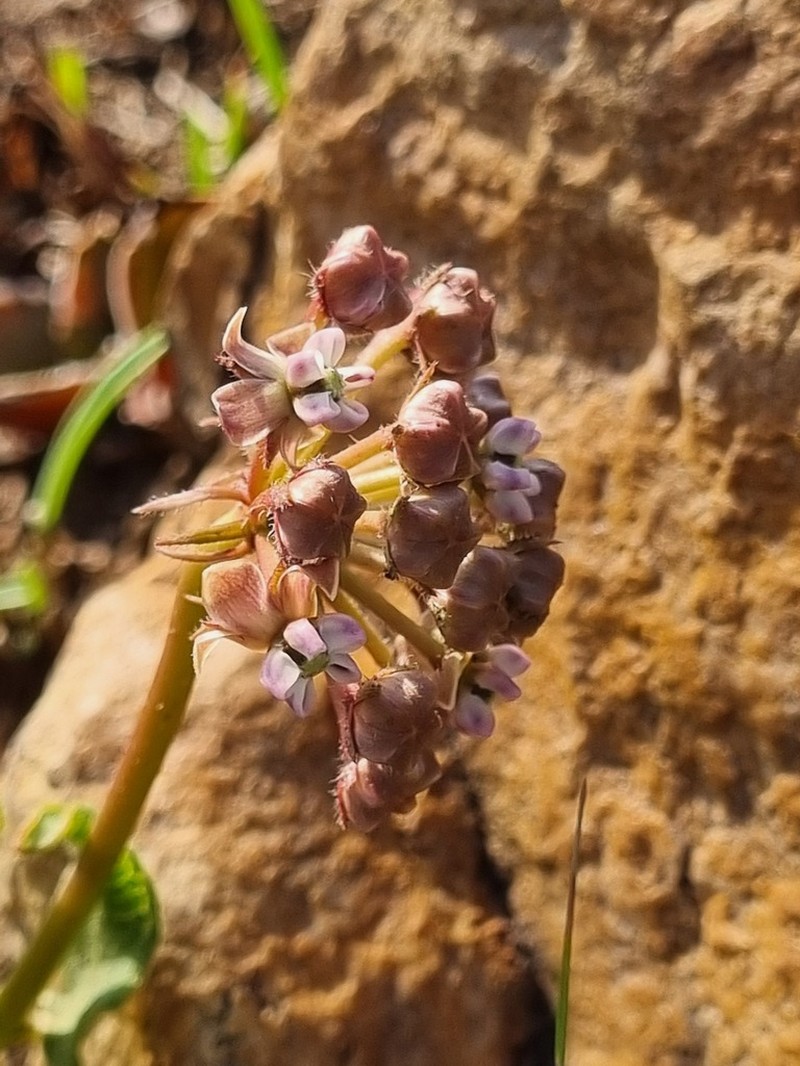 Asclepias adscendens photo 4