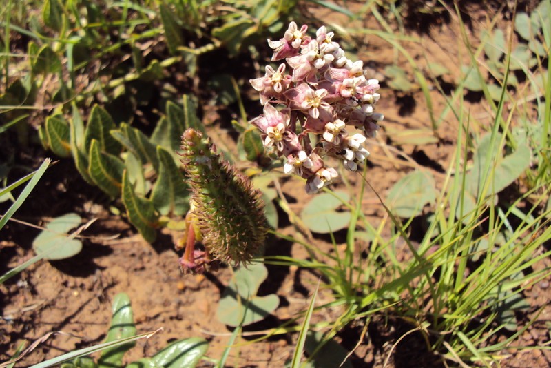 Asclepias adscendens photo 5